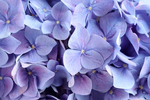Vacker Lila Hortensia Blommor Som Bakgrund Närbild — Stockfoto