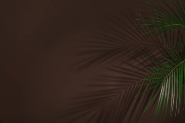 Tropik palmiye dalları kahverengi duvara gölge düşürüyor. Metin için boşluk