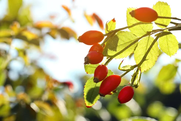 Rose Hip Bush Ripe Red Berries Garden Closeup — Stock Photo, Image