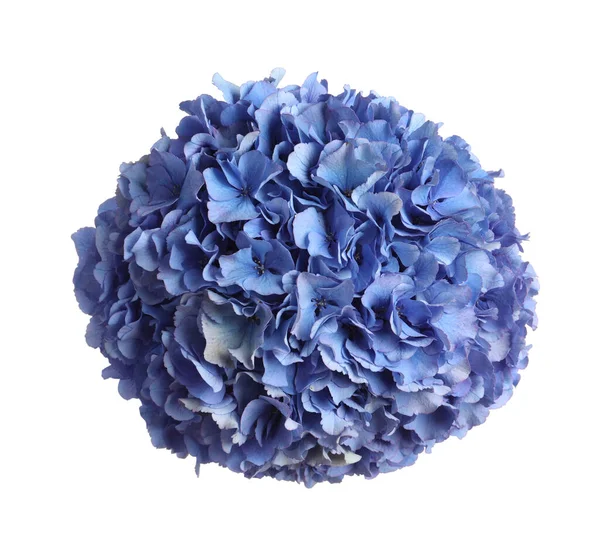 白い背景に繊細な青のホルテンシアの花 トップビュー — ストック写真