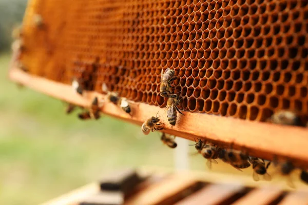 ミツバチと巣枠のクローズアップビュー屋外 — ストック写真