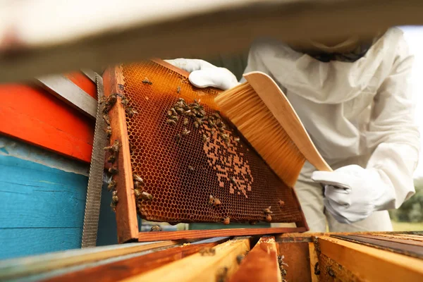 Beekeeper Uniform Brushing Honey Frame Apiary Closeup — Stock Photo, Image