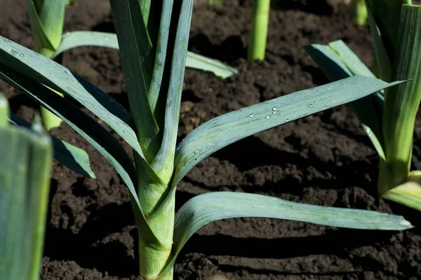 Porro Verde Fresco Che Cresce Nel Campo Nella Giornata Sole — Foto Stock