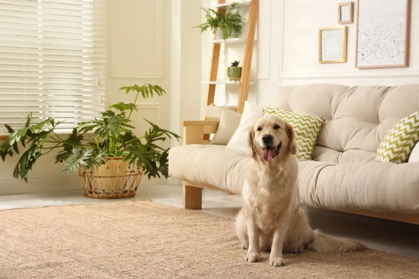 Schattige Golden Retriever Hond Woonkamer — Stockfoto