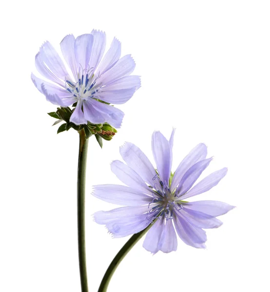 白い背景に美しい開花チコリの花 — ストック写真