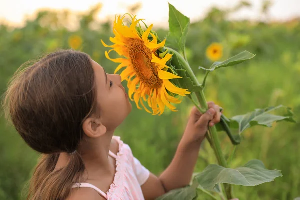 Tarlada Çiçek Açan Küçük Tatlı Bir Kız Çocuk Doğada Vakit — Stok fotoğraf