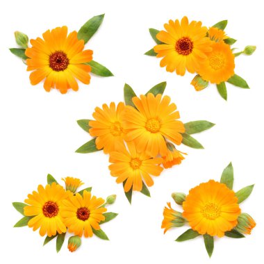 Beyaz arkaplanda güzel takvim çiçekleri ile ayarlandı 