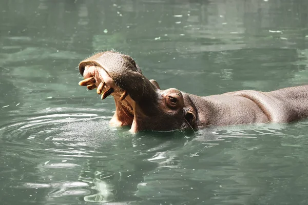 Grand Hippopotame Nageant Dans Étang Zoo — Photo