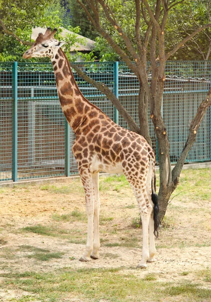 动物园里美丽的罗斯柴尔德长颈鹿异族动物 — 图库照片