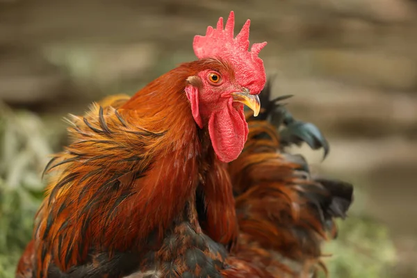 Beautiful Red Rooster Zoo Closeup Domestic Bird — Stock Photo, Image