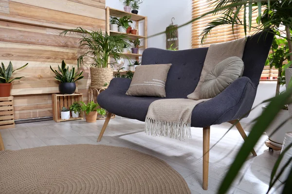 Bequemes Sofa Und Schöne Zimmerpflanzen Zimmer Innenraum Lounge — Stockfoto