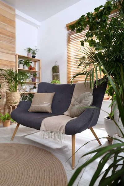 Wygodna Sofa Piękne Rośliny Pokoju Wnętrze Salonu — Zdjęcie stockowe