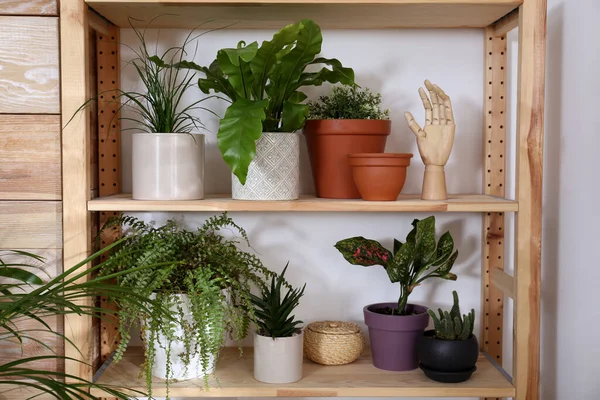 Schöne Zimmerpflanzen Und Dekor Auf Regal Der Nähe Der Lichtwand — Stockfoto