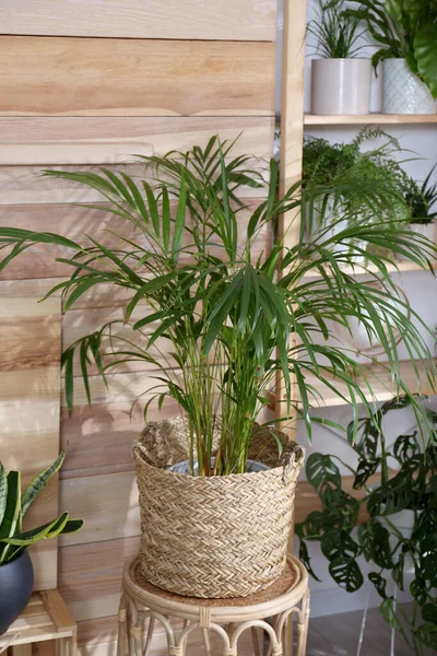 Belles Plantes Pot Dans Chambre Design Intérieur — Photo