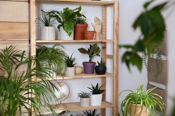 Magnifiques Plantes Intérieur Décor Sur Étagère Près Mur Léger Design — Photo