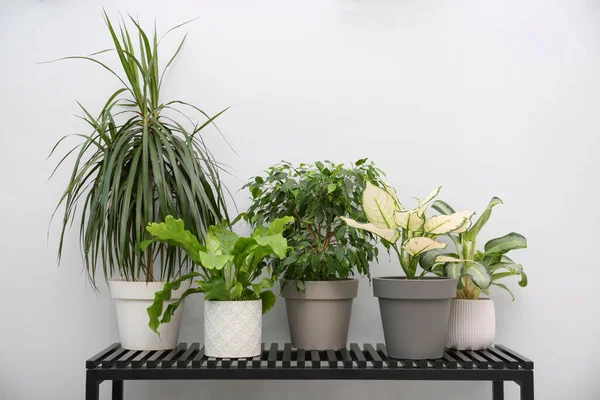 Belas Plantas Vasos Perto Parede Cinza Dentro Casa Design Interiores — Fotografia de Stock