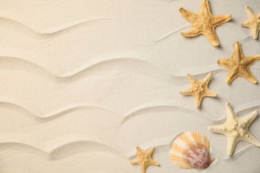 Güzel deniz yıldızları ve deniz kabuğu kumun üzerinde, düz bir şekilde yatıyordu. Metin için boşluk