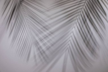 Beyaz duvarda tropik palmiye dallarının gölgeleri