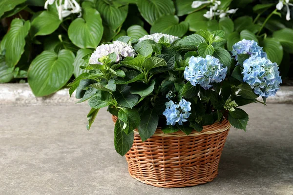 Vackra Blommande Hortensia Växter Korg Utomhus — Stockfoto