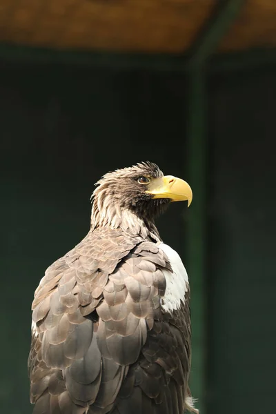 Hermoso Águila Mar Steller Recinto Del Zoológico —  Fotos de Stock