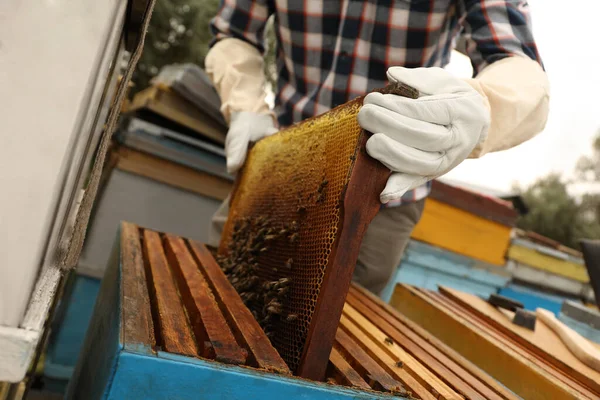 養蜂家は羊の巣からフレームを取って クローズアップ 蜂蜜の収穫 — ストック写真