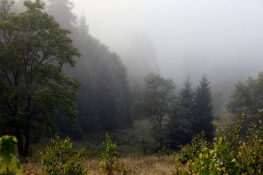 Sisli ormanın resimli manzarası. Güzel dağ manzarası