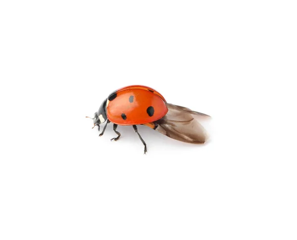 One Beautiful Red Ladybug Isolated White — Stock Photo, Image