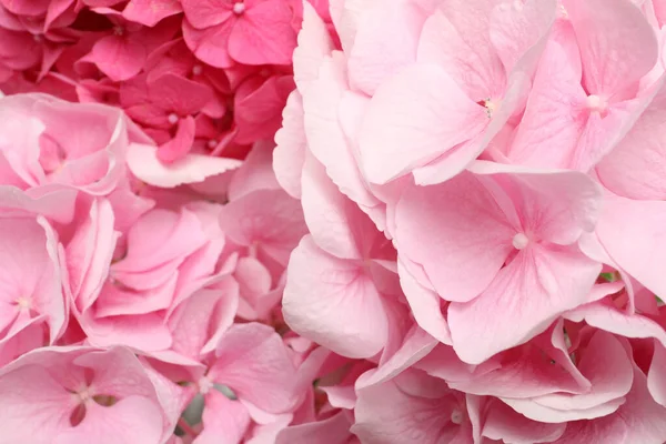 Цветки Розовой Гортензии Качестве Фона — стоковое фото