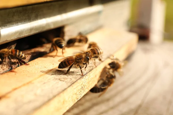 Detailní Pohled Dřevěný Včelami Slunečného Dne — Stock fotografie