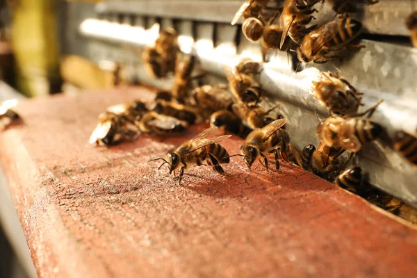 Detailní Pohled Dřevěný Včelami Slunečného Dne — Stock fotografie