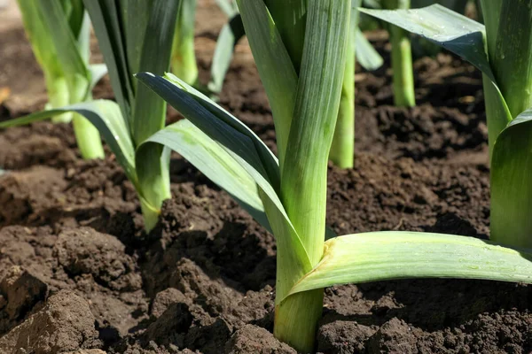 Porro Verde Fresco Che Cresce Nel Campo Nella Giornata Sole — Foto Stock