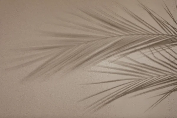 Schatten Tropischer Palmenzweige Heller Wand — Stockfoto