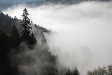 Sisli ormanın resimli manzarası. Güzel dağ manzarası