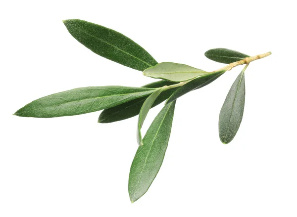 Olivenzweig Mit Grünen Blättern Auf Weißem Hintergrund — Stockfoto