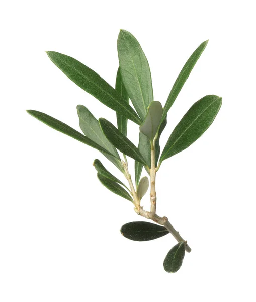 Olive Tree Branch Green Leaves White Background — Stock Photo, Image