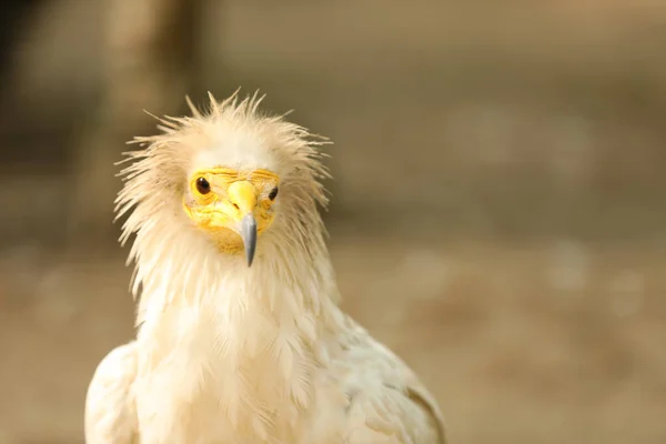 Beautiful Egyptian vulture at enclosure in zoo, space for text
