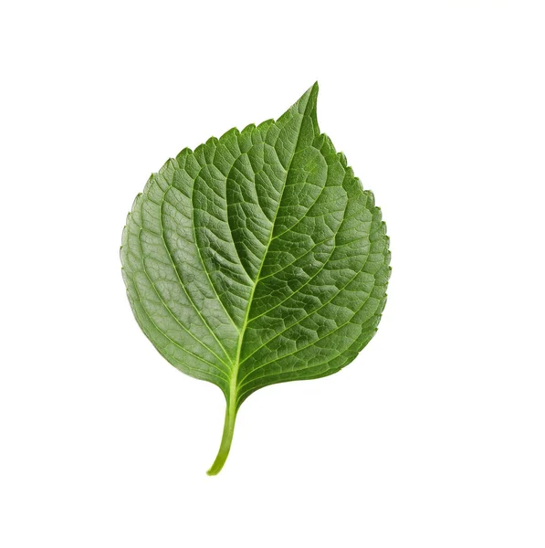 Färsk Grön Hortensia Blad Isolerad Vit — Stockfoto