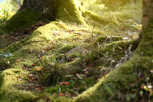 Beautiful Green Moss Growing Ground Forest — Stock Photo, Image