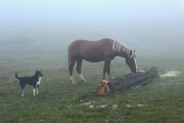 Pferde Und Süßer Hund Auf Nebliger Wiese — Stockfoto