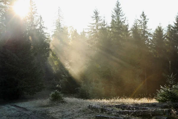 Vista Pitoresca Floresta Nebulosa Pela Manhã Bela Paisagem — Fotografia de Stock