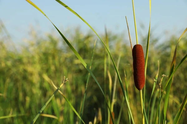 Vackra Vass Med Brun Catkin Utomhus Solig Dag — Stockfoto