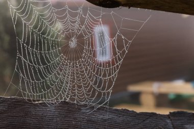 Evin yakınındaki çiğ damlalarıyla örümcek ağının yakın görüntüsü