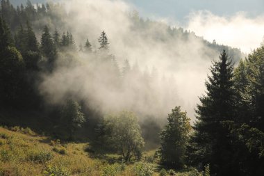 Sisli ormanın resimli manzarası. Güzel dağ manzarası
