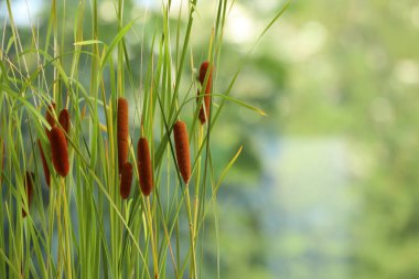 Beautiful reeds with brown catkins outdoors on sunny day. Space for text clipart