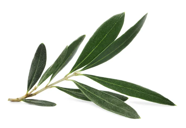 Olivenzweig Mit Grünen Blättern Auf Weißem Hintergrund — Stockfoto