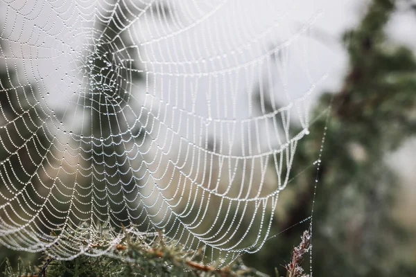 Vista Cerca Telaraña Con Gotas Rocío Las Plantas Aire Libre — Foto de Stock