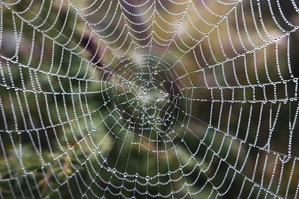 Vue Rapprochée Toile Araignée Avec Gouttes Rosée Extérieur — Photo