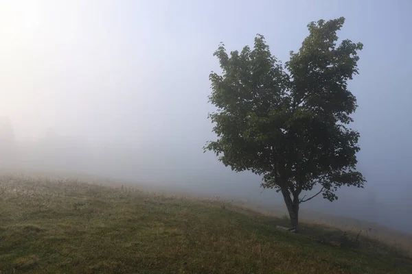 Дерево Росте Лузі Туманний Ранок — стокове фото