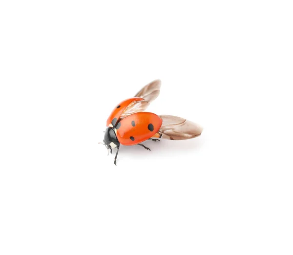 One Beautiful Red Ladybug Isolated White — Stock Photo, Image