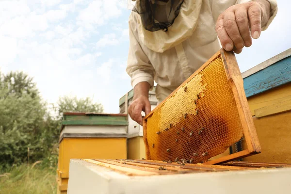 養蜂家の制服の羊の巣から クローズアップでフレームを取っている 蜂蜜の収穫 — ストック写真
